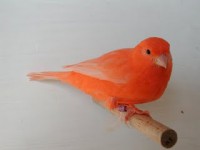 /album/pets/a1canario-jpg1/