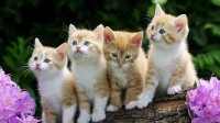 /album/pets/a1gato-jpg1/