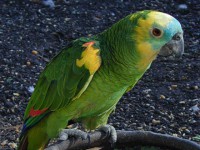 /album/pets/a1papagaio-jpg1/