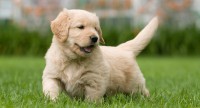 /album/pets/cao-jpg1/
