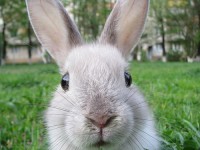 /album/pets/coelho-jpg1/