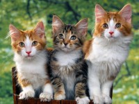 /album/pets/gsto-jpg1/